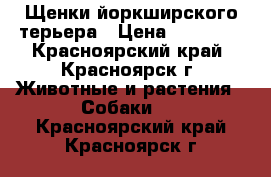 Щенки йоркширского терьера › Цена ­ 20-15. - Красноярский край, Красноярск г. Животные и растения » Собаки   . Красноярский край,Красноярск г.